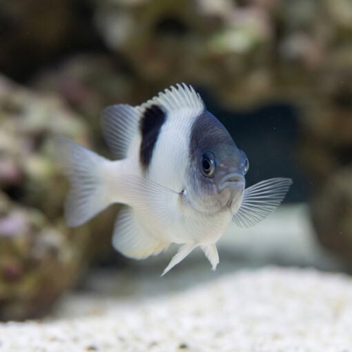 White Damsel - Image 5