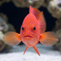 Alternative view of White Edge Lyretail Grouper