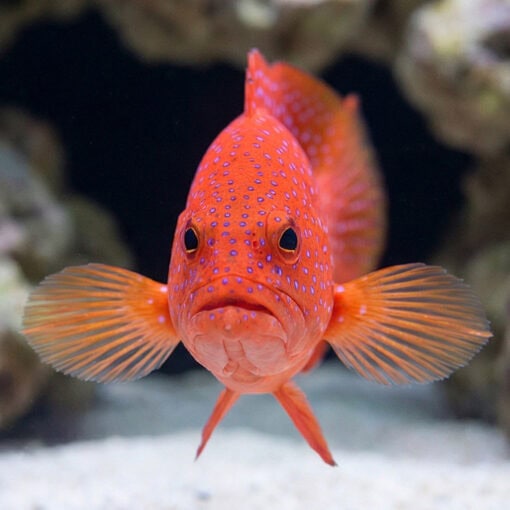 White Edge Lyretail Grouper - Image 2