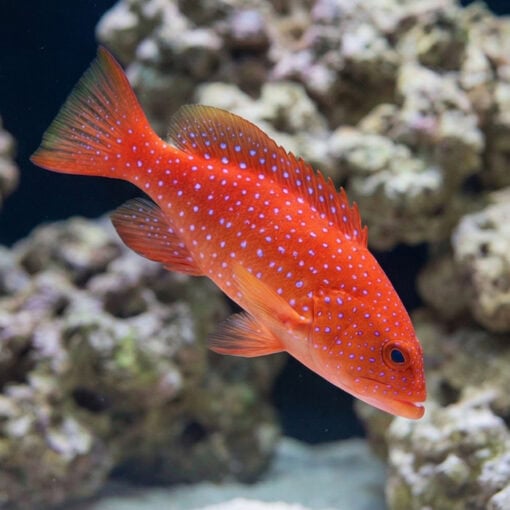 White Edge Lyretail Grouper - Image 3
