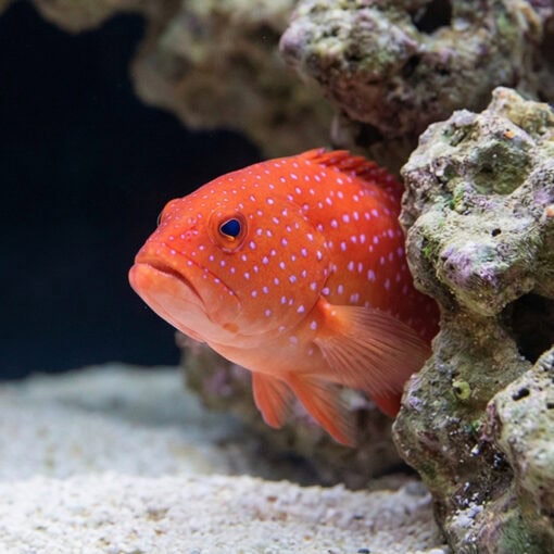 White Edge Lyretail Grouper - Image 4