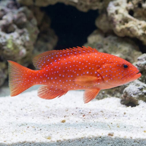 White Edge Lyretail Grouper - Image 5
