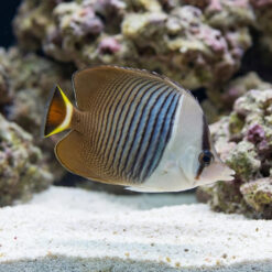 White Face Butterflyfish