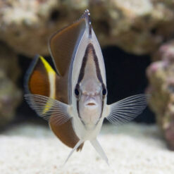 Alternative view of White Face Butterflyfish