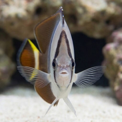 White Face Butterflyfish - Image 2