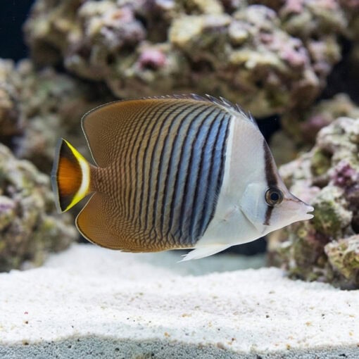 White Face Butterflyfish - Image 3