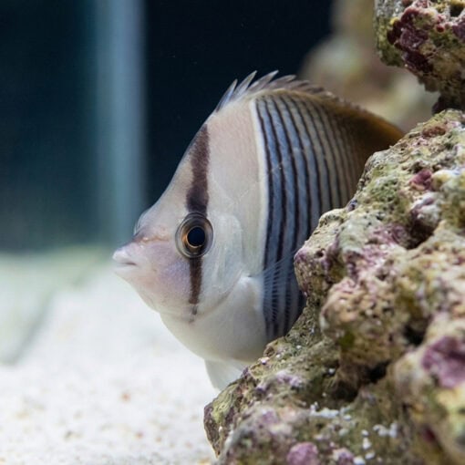 White Face Butterflyfish - Image 4
