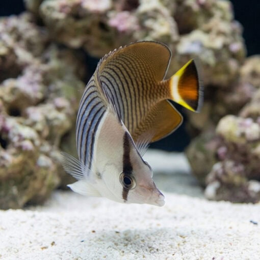 White Face Butterflyfish - Image 5