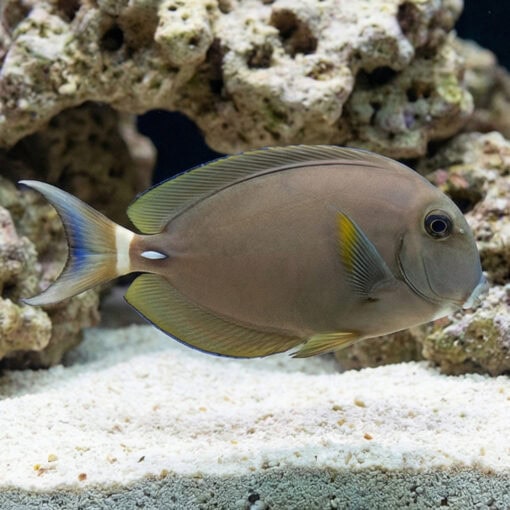 White Face Tang
