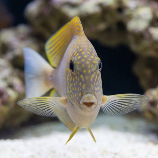 Black-Eared Maculiceps Tang - Image 2