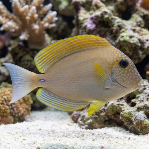 Black-Eared Maculiceps Tang - Image 3