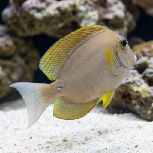Black-Eared Maculiceps Tang - Image 4