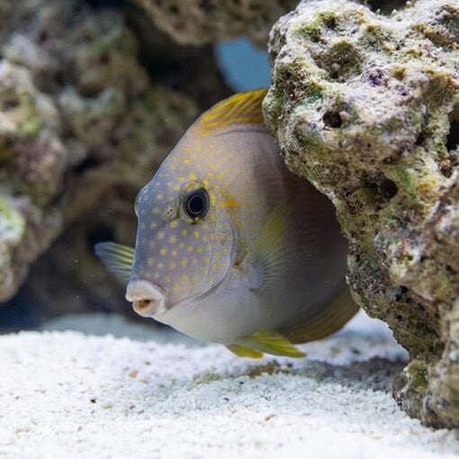 Black-Eared Maculiceps Tang - Image 5