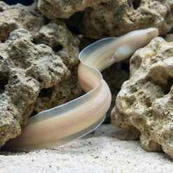 Alternative view of Ghost Ribbon Eel