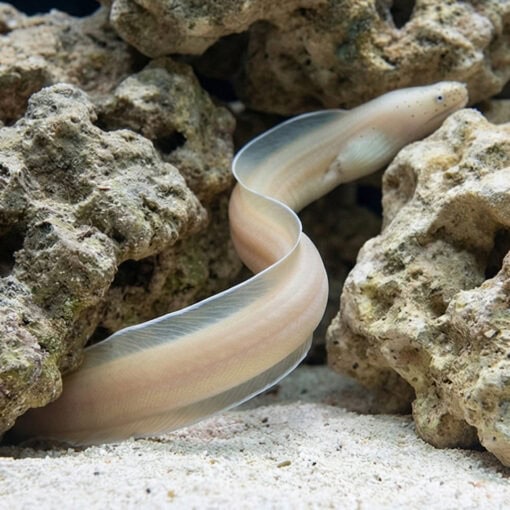 Ghost Ribbon Eel - Image 2