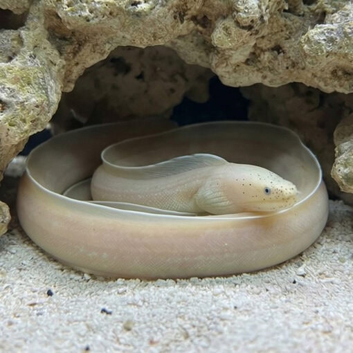 Ghost Ribbon Eel - Image 3
