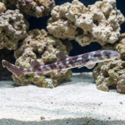 White Spotted Bamboo Shark