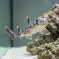 Alternative view of White Spotted Bamboo Shark