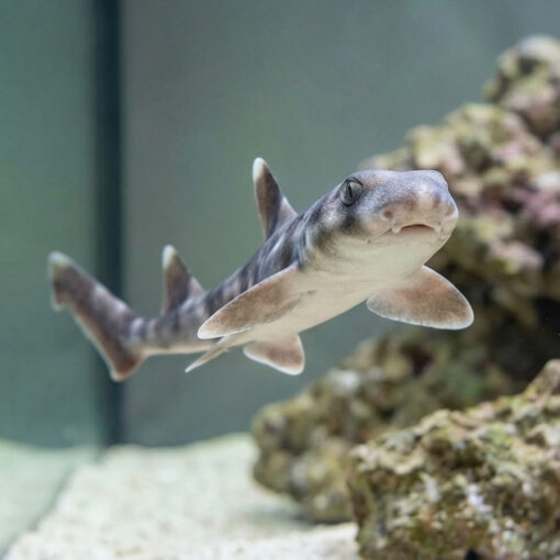 White Spotted Bamboo Shark - Image 2