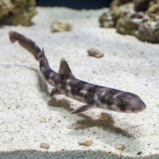White Spotted Bamboo Shark - Image 3