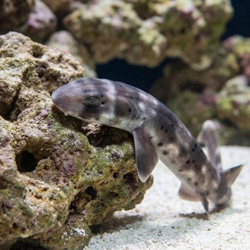 White Spotted Bamboo Shark - Image 4