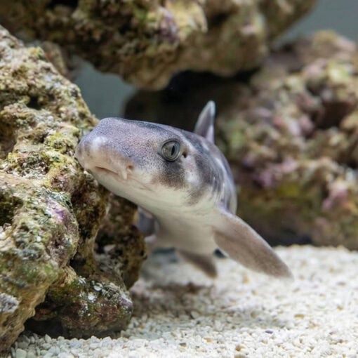 White Spotted Bamboo Shark - Image 5