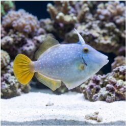White-Spotted Filefish
