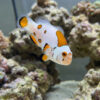 White Storm Ocellaris Clownfish: Captive Bred