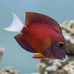 White Tail Yellow Eye Tang
