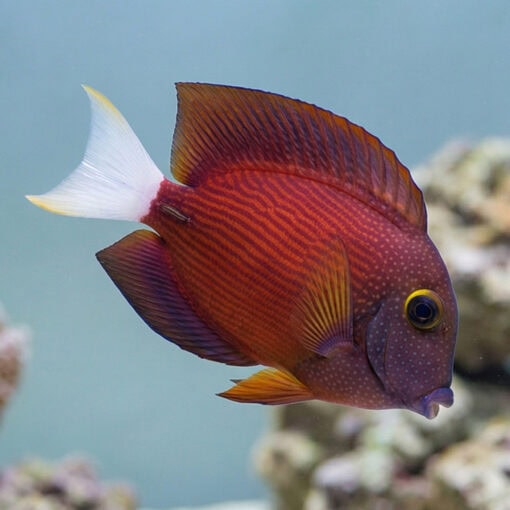White Tail Yellow Eye Tang
