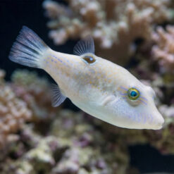 Whitebelly Puffer