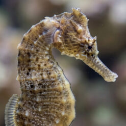 Alternative view of Whites Seahorse