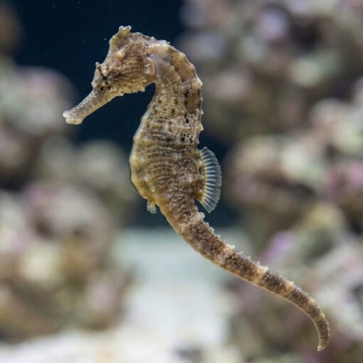 Whites Seahorse - Image 3