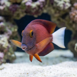 Alternative view of White Tail Yellow Eye Tang