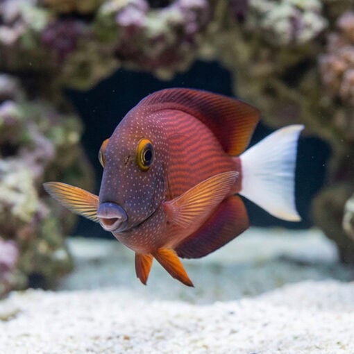 White Tail Yellow Eye Tang - Image 2