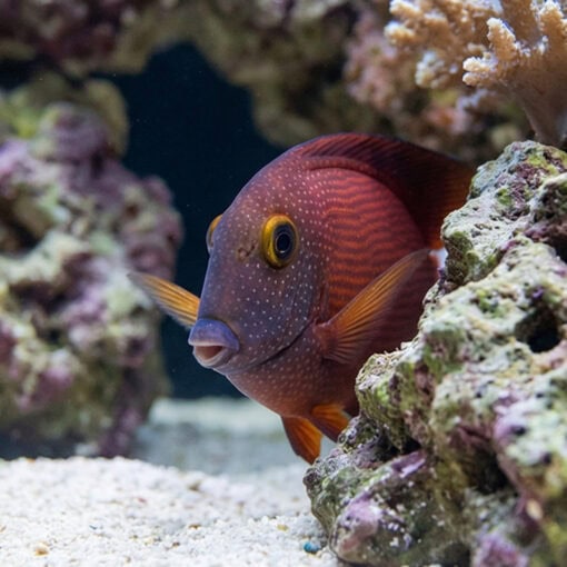 White Tail Yellow Eye Tang - Image 4