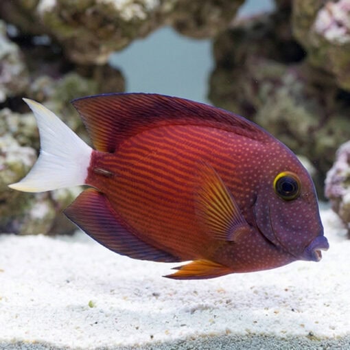 White Tail Yellow Eye Tang - Image 5