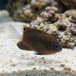 Whitetail Damselfish