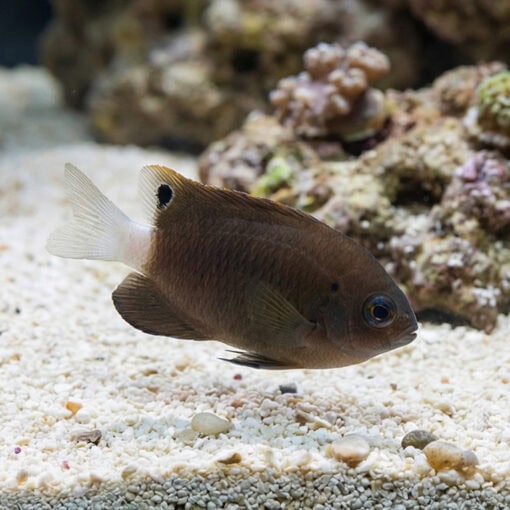 Whitetail Damselfish