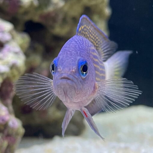 Sabah Dottyback - Image 2