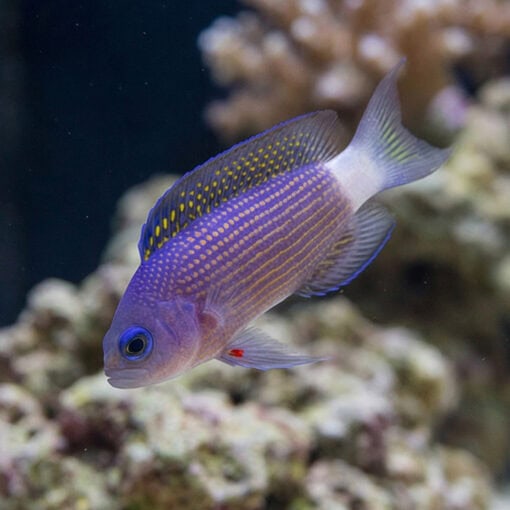 Sabah Dottyback - Image 3