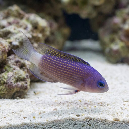 Sabah Dottyback - Image 4