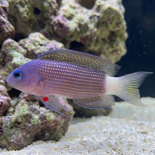 Sabah Dottyback - Image 5