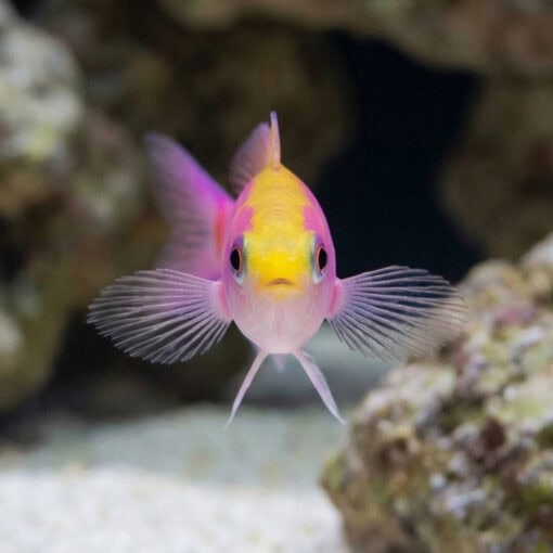 Slender Whitleyi Anthias - Image 2