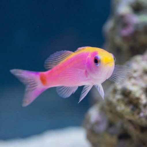 Slender Whitleyi Anthias - Image 3