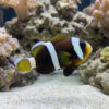 Wide Band Clownfish: Captive Bred