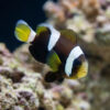 Wide Band Misbar Clownfish: Captive Bred