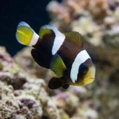 Wide Band Misbar Clownfish: Captive Bred