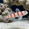 Wide-Barred Shrimp Goby