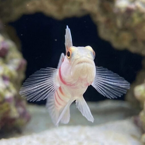 Wide-Barred Shrimp Goby - Image 2